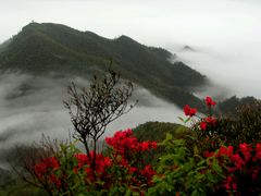 阳岭杜鹃-江西阳明山国家森林公园