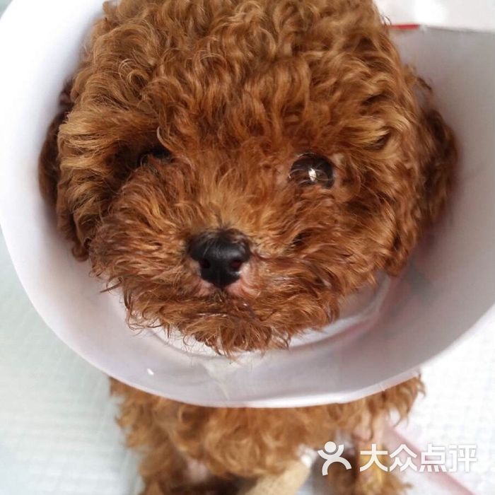 贝迪动物医院图片-北京宠物医院-大众点评网