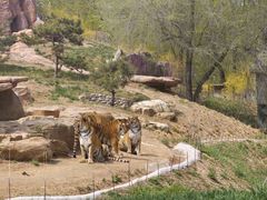 -北京野生动物园