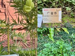 -广州神农草堂中医药博物馆