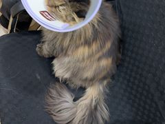 -瑞派宠物医院·犬猫全科·猫友好(宾水西道店)