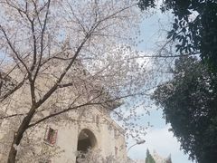 -武汉大学-樱园