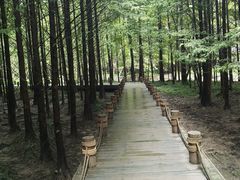 -桤木河湿地公园