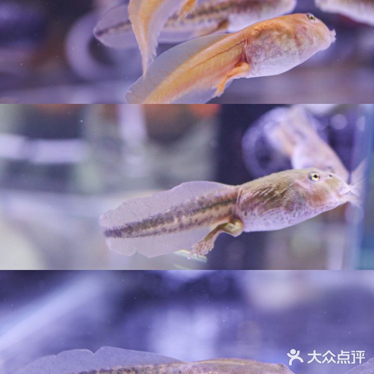 六一好去处 | 重庆首个超有意思的爬宠展🐸