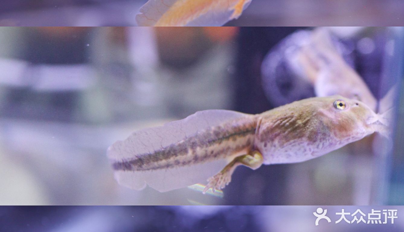 六一好去处 | 重庆首个超有意思的爬宠展🐸