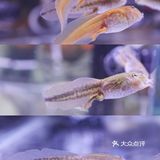 六一好去处 | 重庆首个超有意思的爬宠展🐸