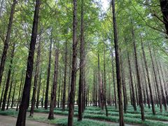 -日照海滨国家森林公园