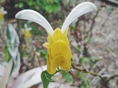-九龙公园