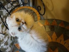 -猫猫幼稚园·撸猫·桌游·电玩