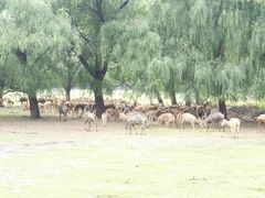 -北京麋鹿生态实验中心