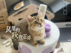 -珠海悠米米努特矮脚猫舍