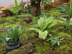 -国家植物园南园