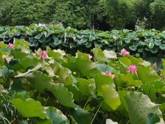 -金银湖国家城市湿地公园