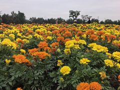 -同里国家湿地公园