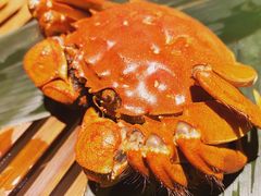 六月黄（3公斤）-成隆行·蟹王府(九江路店)
