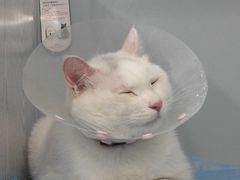-纳吉亚猫专科动物医院·北北分院