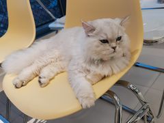 -怪兽屋·羊驼·猫咖·狗咖(俊华广场店)