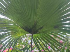 -北海金海湾红树林生态旅游区