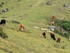 -大姆山草场