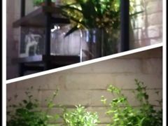 变成田园风了…-Judy's  spot