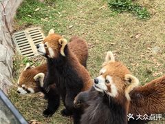 -灵玲国际马戏城