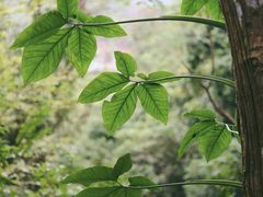 -深圳仙湖植物园
