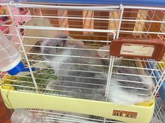 -宠物兔专门店(天丰利市场店)