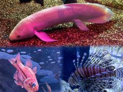 -悉尼海洋生物水族馆