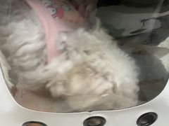 -瑞派康怡24h宠物医院·犬猫医疗中心·微创绝育(瑞景分院)