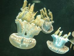 -Zoolung Zoolung动物主题公园(海信广场店)