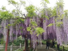 -嘉定紫藤园