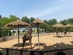 -北京野生动物园