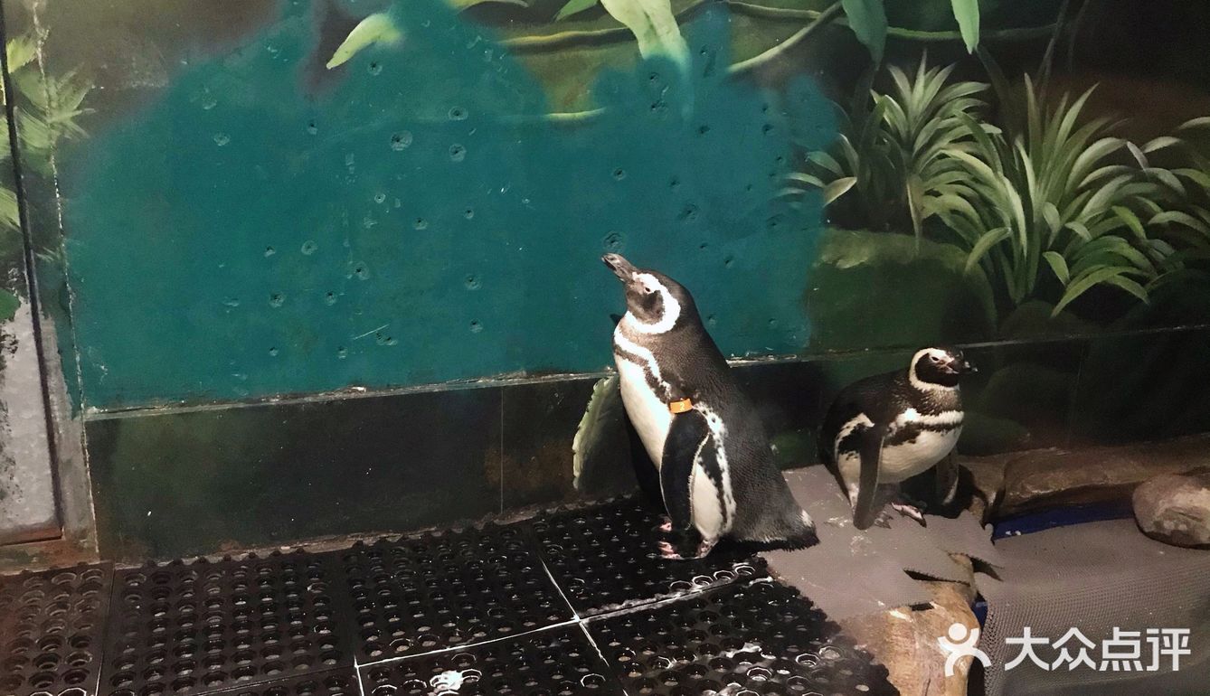 只有企鹅和水母和几个小鱼 海星不能手摸