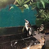 只有企鹅和水母和几个小鱼 海星不能手摸