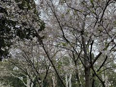 -武汉大学-樱园