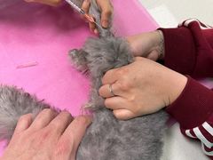 -北京观赏动物医院·24小时大型综合·猫专科·异宠专科