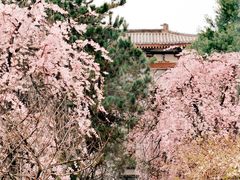 -西安青龙寺遗址景区