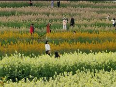 -三圣花乡旅游区