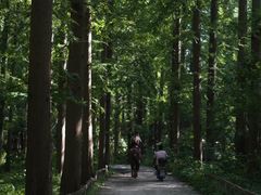 -东平国家森林公园