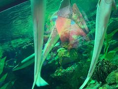 -海合安成都极地海洋公园