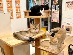 -有喵·猫咖·狗咖·30几只猫10只小狗(岗厦店)