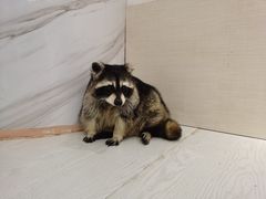-浣熊柯尔鸭土拨鼠·电玩咖