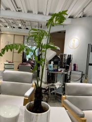 -菲·木田moontin造型salon