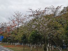 -松山湖南湖湾露营营地