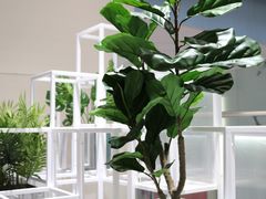 -叶子与茶(苏宁广场店)