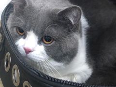 -伟伟宠物医院·CT影像中心·瑞派犬猫综合性门诊(汉口总院)