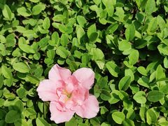 -诗经里