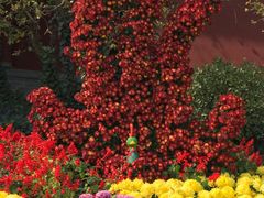 景点菊花节-开封府