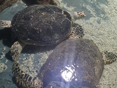 -南昌海洋公园