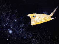-上海海洋水族馆